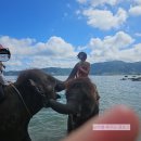 해변 | 푸켓 빠통 근교 코끼리 투어! 푸켓 코끼리 해변 체험 후기!