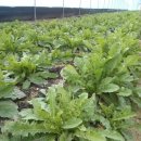 민들레유통 이미지