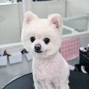 도그도담 이미지