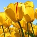 (재)예수의꽃동네유지재단 가평꽃동네사랑의집 | 후기성도, 후기성도교가 먼가요? 그리 같은 뜻인가요?댓글