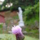 관음지 이미지
