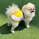 위드프린팅 - 파주시 재두루미길 82-1 | 산책 필수템 강아지여름옷 💛 멜로위드 강아지옷 레몬 쿨링조끼 착용 후기