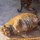 돼랑이 - 칠곡군 북삼로 96 | 돼랑이