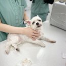 매탄동물병원 | 매탄동물병원 당신의동물의료센터 울 댕댕이 건강검진 다녀왔어요