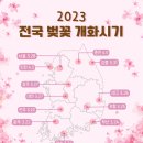 2023년 벚꽃 개화시기 이미지