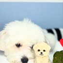 포에버퍼피 이미지