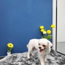 멍멍's 연구소 이미지