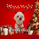 헬로멍뭉 이미지