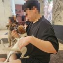 탑 퍼피(TOP PUPPY) | 발리 퍼피요가 예약 후기, 짱구 가볼만한 곳