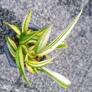 길상초등학교 이미지