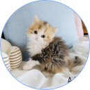 아담스펫 강아지분양 고양이분양 일산점 이미지