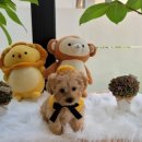 개좋은날 이미지