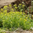 꽃다지 앞 이미지