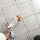 꼬리치랑개 이미지