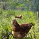 생담원농장 이미지