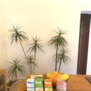 느낌 풀빌라 이미지