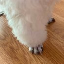 하나사랑동물병원 | 서울에서 반려동물의 건강을 책임지는 하나사랑동물병원🐾