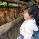 횡성한우 이미지