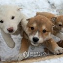 뽀송뽀송 이미지