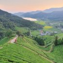 초록잎이 펼치는 세상 이미지