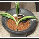 풀잎향기 이미지