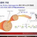 콜라겐 효능 부작용 콜라겐 음식 콜라겐 약 이미지