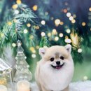 구피애견 이미지