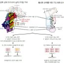 에스티팜 네이버블로그