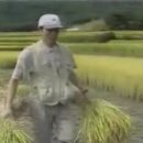 쌀농부