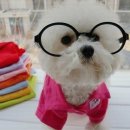 이쁜 강아지 이미지