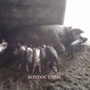 돼지농장 이미지