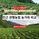 긴 장마로 힘든 여름배추 농사, 밑거름 퇴비 비료 사용 후기