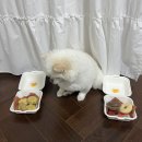 오LOZY | 강아지 수제간식 도넛&붕어빵 믿고 먹인 애견간식 오!로지(OH!LOZY)