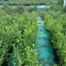 수주농장 이미지