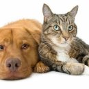 강아지와 고양이 이미지