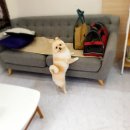 스타덤 펫살롱 이미지