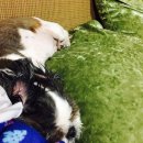 멍뭉냥냥