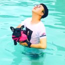 도그베이 이미지