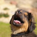 반려견을 위한 천연 아로마테라피 이미지