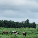 푸른마을차오름태권도장 | 제주 &#39;용눈이 오름&#39; 탐방 후기 &#34;초보자도 쉽게 오를 수 있는 부드러운 능선이 주는 압도적인 평화&#34;