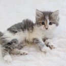 산책하는 고양이 이미지