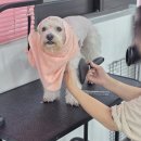 미래펫미용 이미지