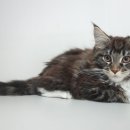 마마캐터리 이미지