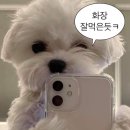 준스타 | 빨간 안경이 잘 어울리는 법