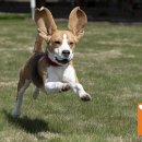 러브독애견카페 이미지