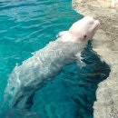 포유동물綱 - 고래目 - 일각돌고래科 - 흰돌고래 이미지