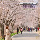 한정초교 | 대구 달창지 벚꽃길 지금 꼭 가야될 벚꽃 명소로 추천(주차, 개화상황, 카페)