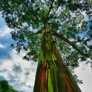 세계에서 가장 장대하고 아름다운 나무 16 이미지