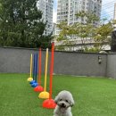 댕겨올개 이미지