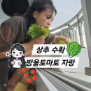 텃밭소분 | [베란다 텃밭]상추 수확, 방울토마토 폭풍 성장(ft. 코스트코 다짐육으로 만든 함박스테이크 핵맛탱)